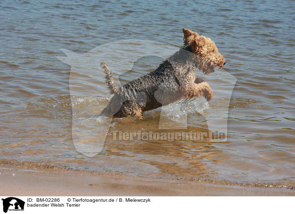 badender Welsh Terrier / bathing Welsh Terrier / BM-02286