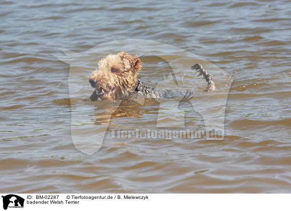badender Welsh Terrier / bathing Welsh Terrier / BM-02287