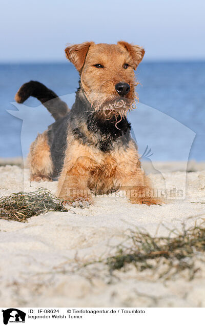 liegender Welsh Terrier / IF-08624