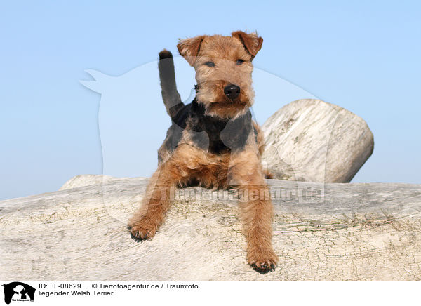 liegender Welsh Terrier / IF-08629