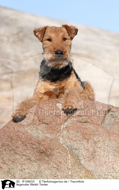 liegender Welsh Terrier / IF-08633