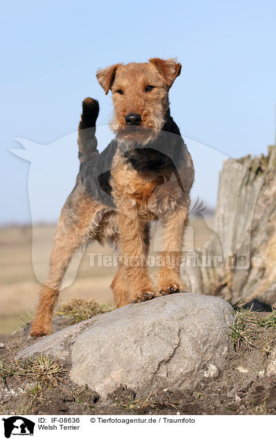 Welsh Terrier / IF-08636