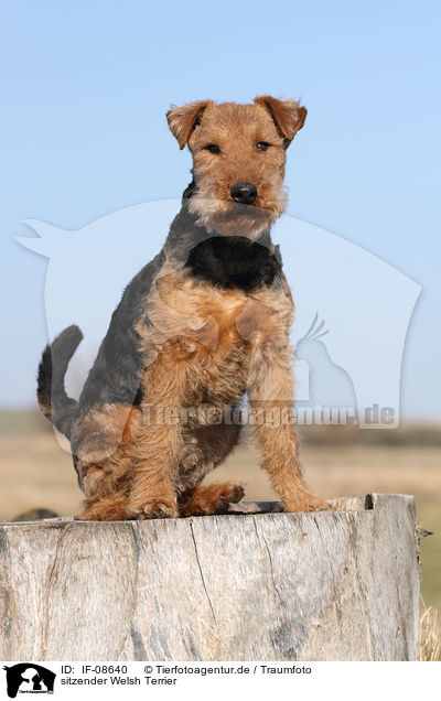 sitzender Welsh Terrier / sitting Welsh Terrier / IF-08640