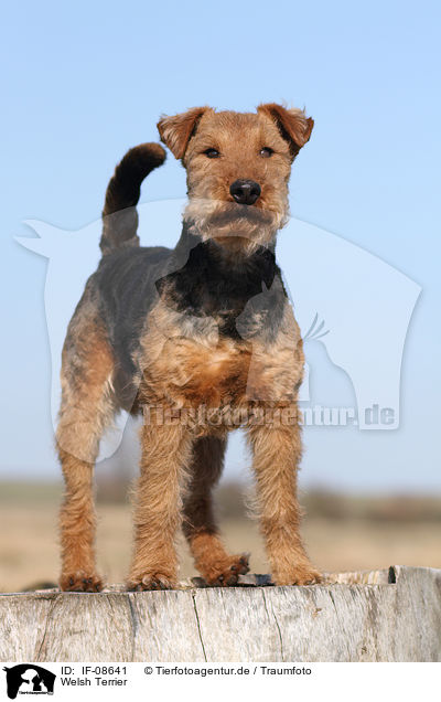 Welsh Terrier / Welsh Terrier / IF-08641