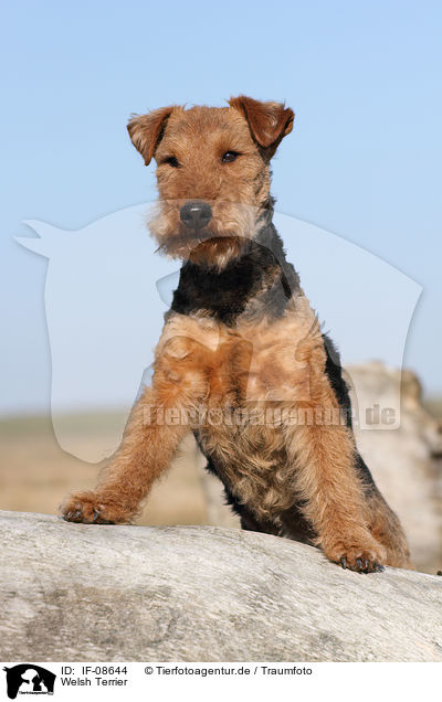 Welsh Terrier / IF-08644
