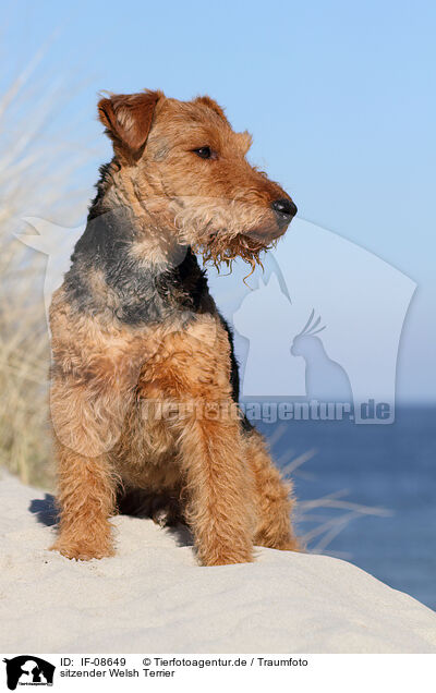 sitzender Welsh Terrier / IF-08649