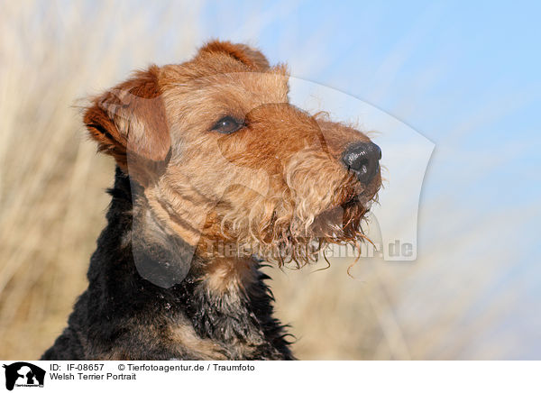 Welsh Terrier Portrait / Welsh Terrier Portrait / IF-08657