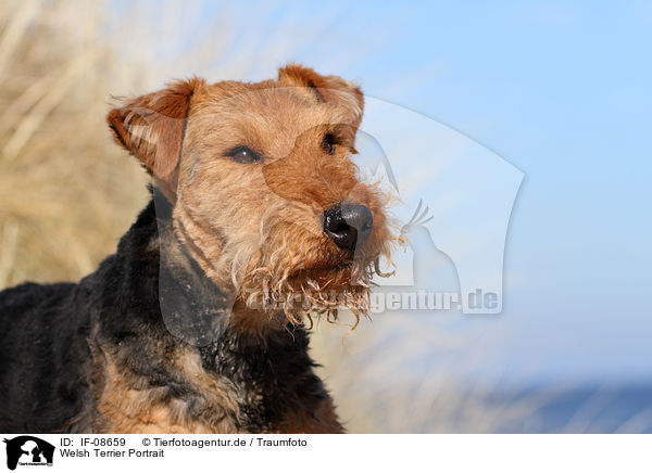Welsh Terrier Portrait / IF-08659