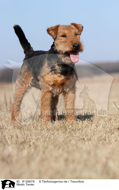 Welsh Terrier / IF-08679