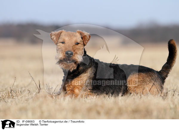 liegender Welsh Terrier / IF-08683