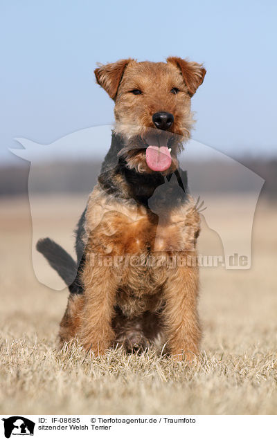 sitzender Welsh Terrier / IF-08685