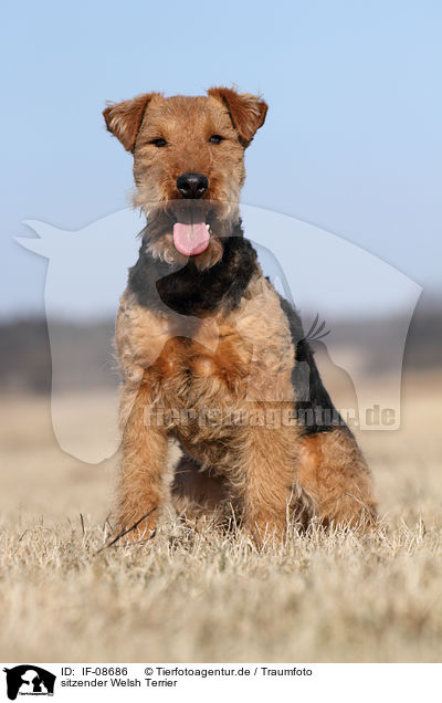 sitzender Welsh Terrier / IF-08686