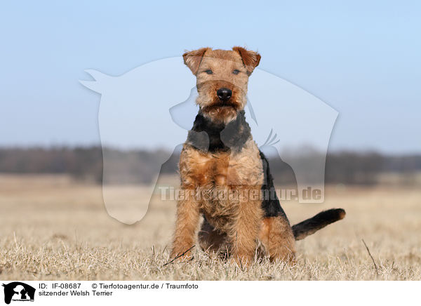 sitzender Welsh Terrier / IF-08687