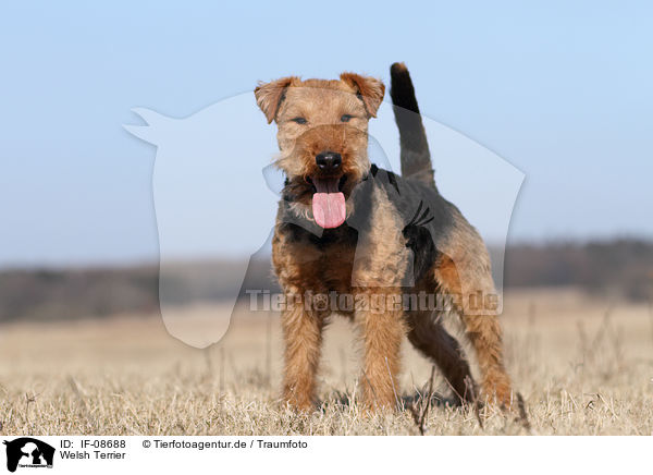 Welsh Terrier / IF-08688