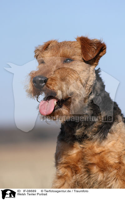 Welsh Terrier Portrait / IF-08689