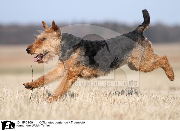 rennender Welsh Terrier / IF-08691