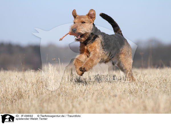spielender Welsh Terrier / IF-08692