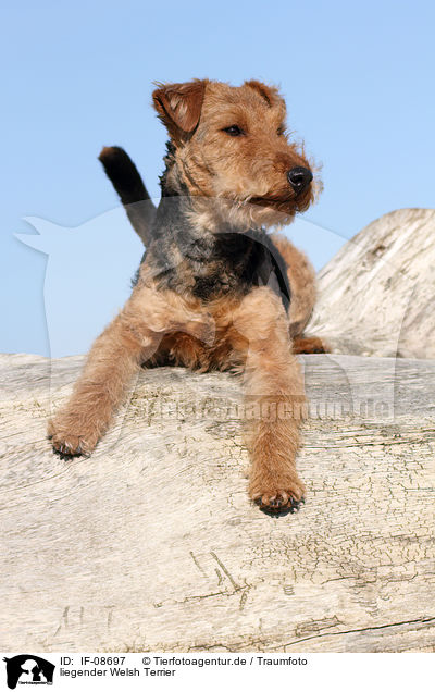 liegender Welsh Terrier / IF-08697