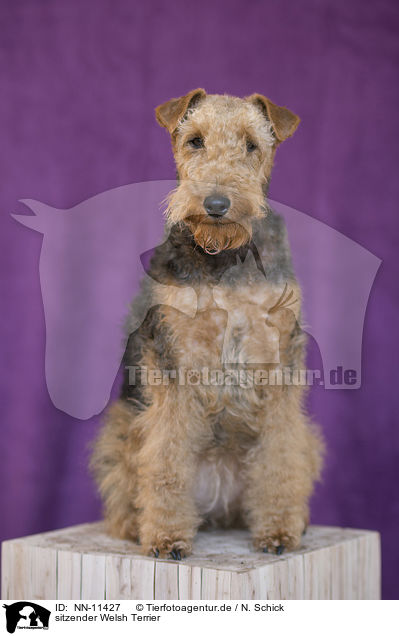 sitzender Welsh Terrier / NN-11427