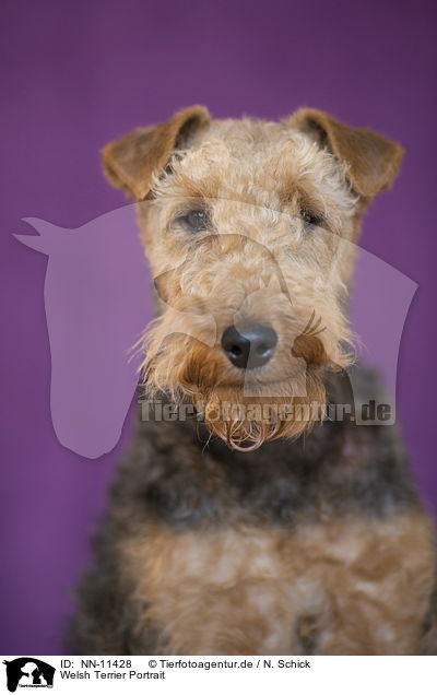 Welsh Terrier Portrait / NN-11428