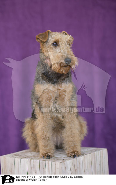 sitzender Welsh Terrier / sitting Welsh Terrier / NN-11431