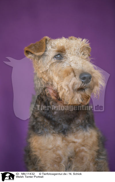 Welsh Terrier Portrait / NN-11432