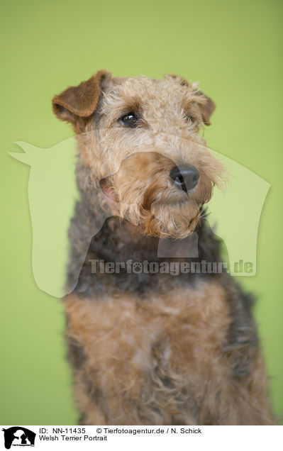 Welsh Terrier Portrait / NN-11435