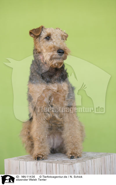 sitzender Welsh Terrier / sitting Welsh Terrier / NN-11436