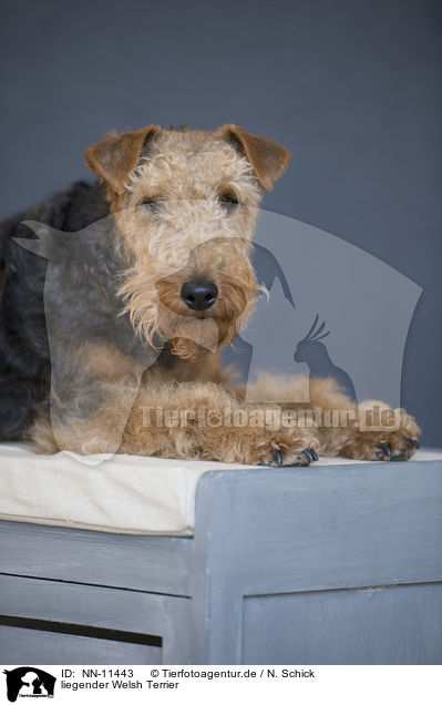 liegender Welsh Terrier / NN-11443