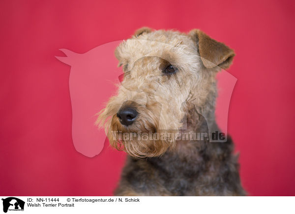 Welsh Terrier Portrait / NN-11444