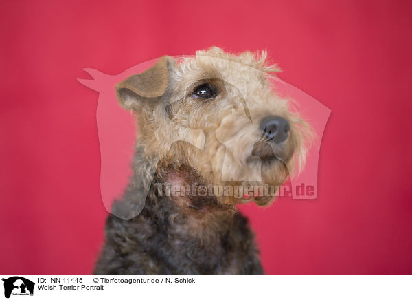 Welsh Terrier Portrait / NN-11445