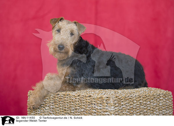 liegender Welsh Terrier / NN-11450