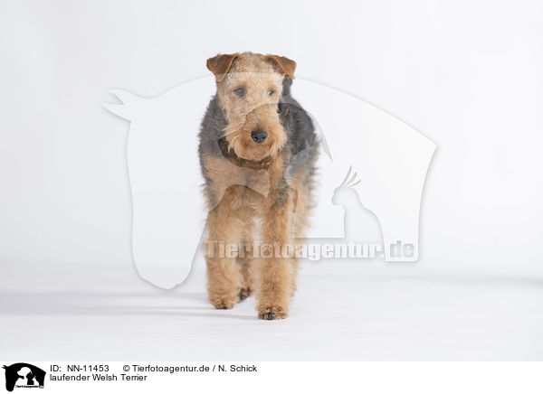 laufender Welsh Terrier / NN-11453