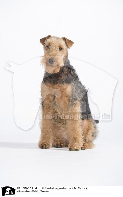 sitzender Welsh Terrier / NN-11454