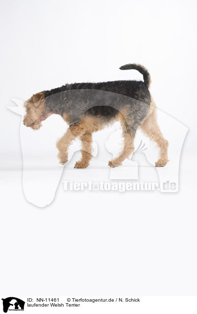 laufender Welsh Terrier / NN-11461