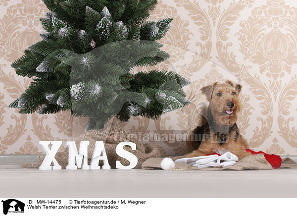 Welsh Terrier zwischen Weihnachtsdeko / MW-14475