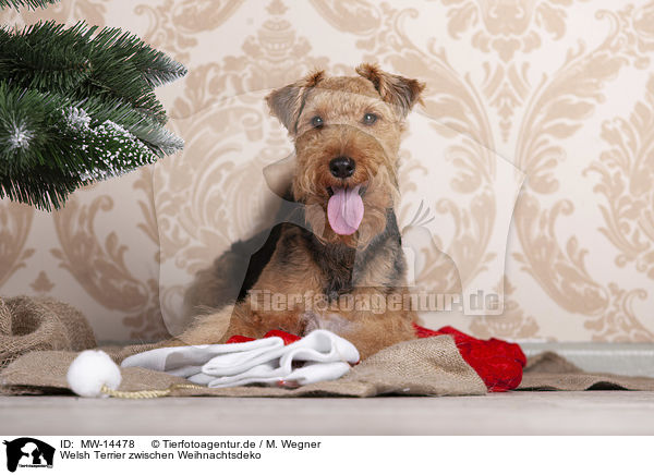 Welsh Terrier zwischen Weihnachtsdeko / MW-14478