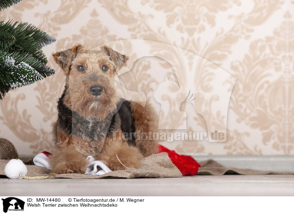 Welsh Terrier zwischen Weihnachtsdeko / MW-14480
