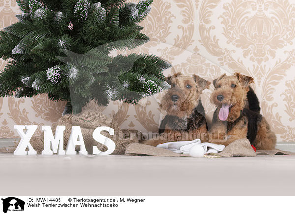 Welsh Terrier zwischen Weihnachtsdeko / Welsh terrier between Christmas decoration / MW-14485