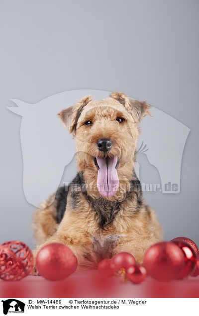 Welsh Terrier zwischen Weihnachtsdeko / MW-14489