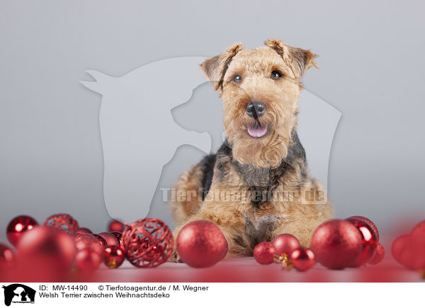 Welsh Terrier zwischen Weihnachtsdeko / MW-14490