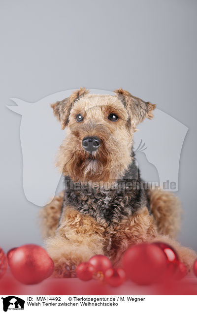 Welsh Terrier zwischen Weihnachtsdeko / Welsh terrier between Christmas decoration / MW-14492