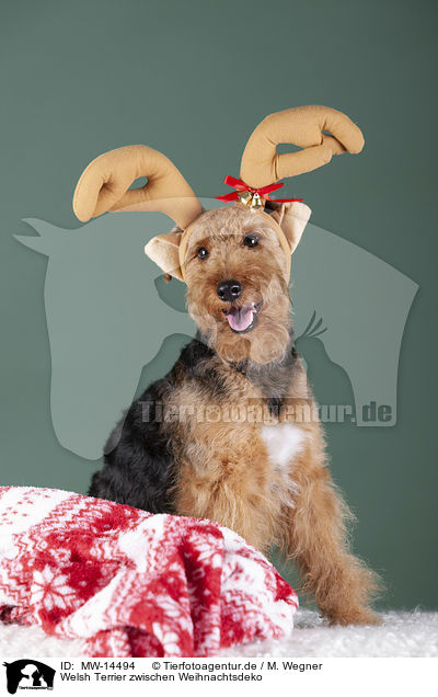 Welsh Terrier zwischen Weihnachtsdeko / MW-14494