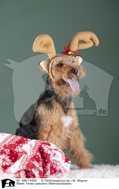 Welsh Terrier zwischen Weihnachtsdeko / MW-14495