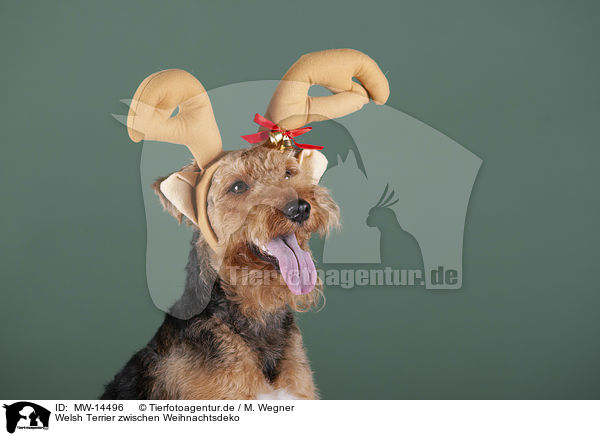 Welsh Terrier zwischen Weihnachtsdeko / MW-14496