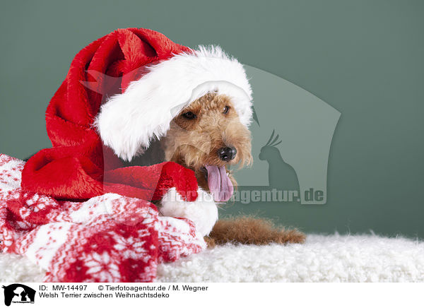 Welsh Terrier zwischen Weihnachtsdeko / MW-14497