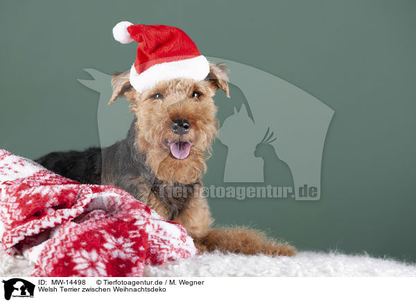Welsh Terrier zwischen Weihnachtsdeko / Welsh terrier between Christmas decoration / MW-14498