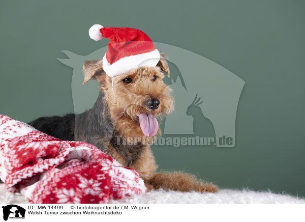 Welsh Terrier zwischen Weihnachtsdeko / MW-14499