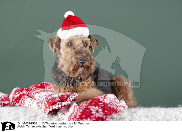 Welsh Terrier zwischen Weihnachtsdeko / MW-14502