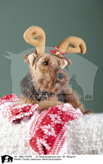 Welsh Terrier zwischen Weihnachtsdeko / MW-14505